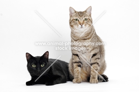 black and tabby shorthair