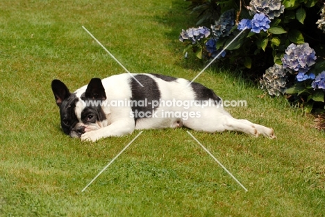 french bulldog lying on grass