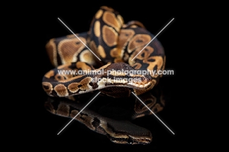 Royal Python on black background