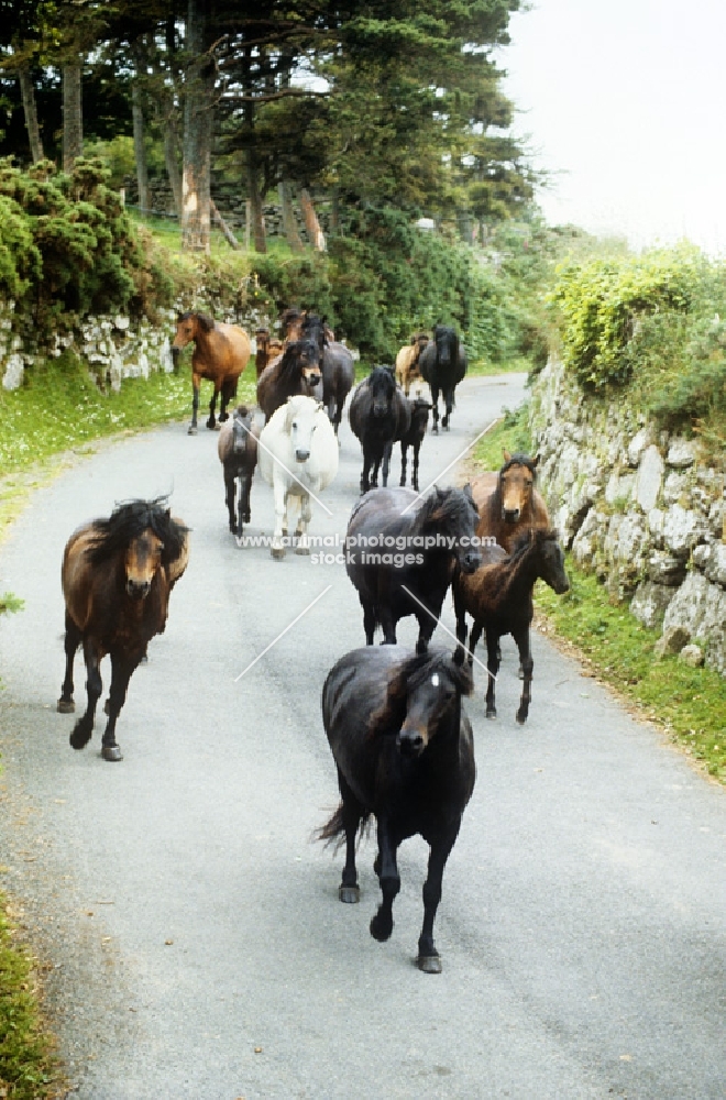 dartmoor ponies returning from pasture on a road in dartmoor