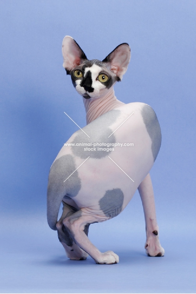 black and white Sphynx cat, turning