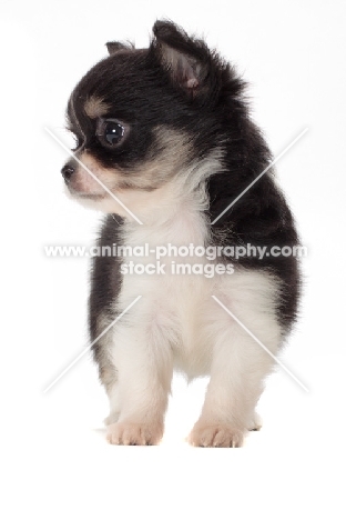 longhaired Chihuahua puppy, looking aside
