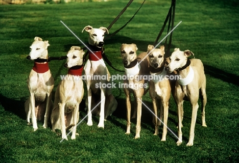 group of six racing whippets  in different coloured collars.