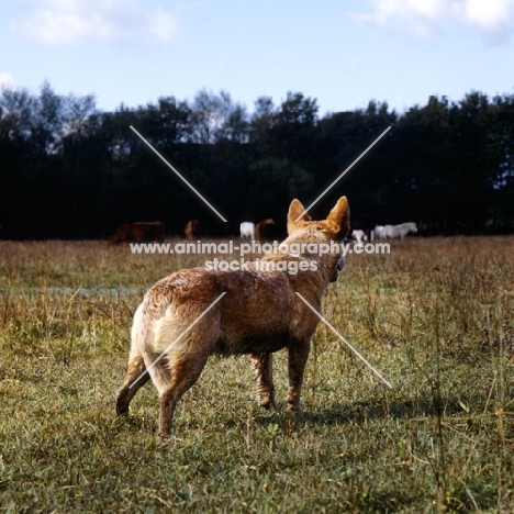 australian cattle dog watching horses, rear view