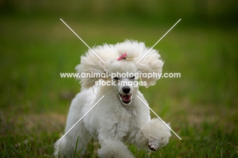 happy white miniature poodle running in the grass