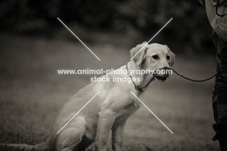 golden retriever puppy sitting with lead on the face