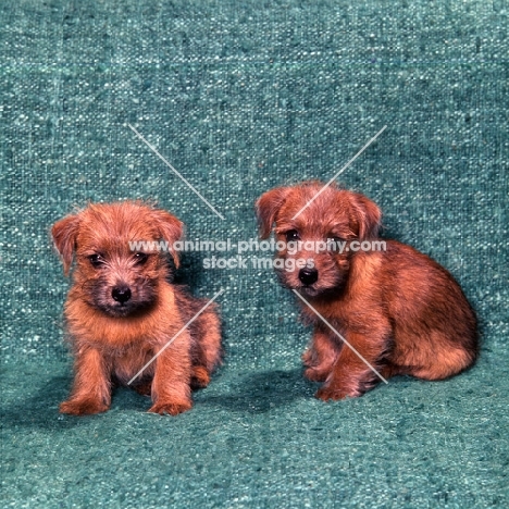 two norfolk terrier puppies sitting