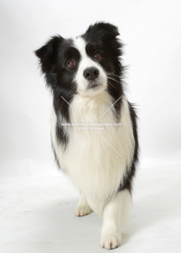 Australian Champion Border Collie