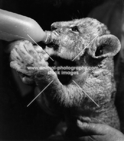 lion cub drinking from bottle