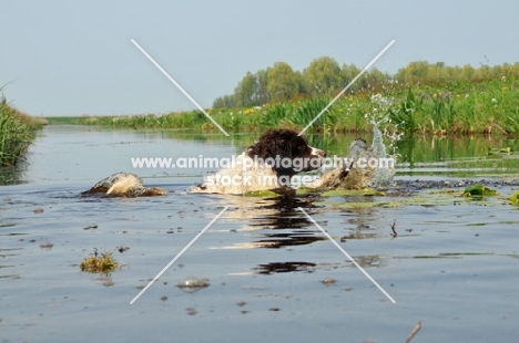 Wetterhound crossing water