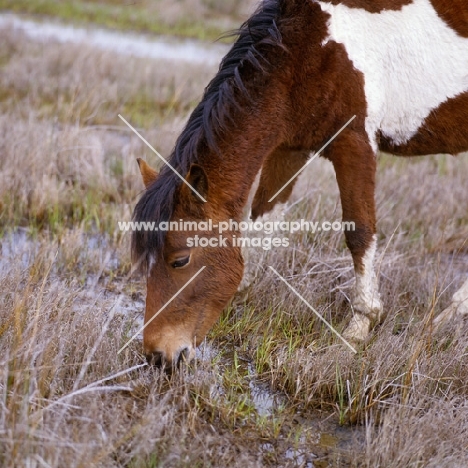Chincoteague pony on assateague island grazing in marsh