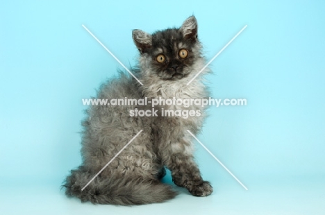 black smoke selkirk rex kitten sitting on blue background