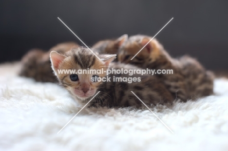 group of bengal kittens