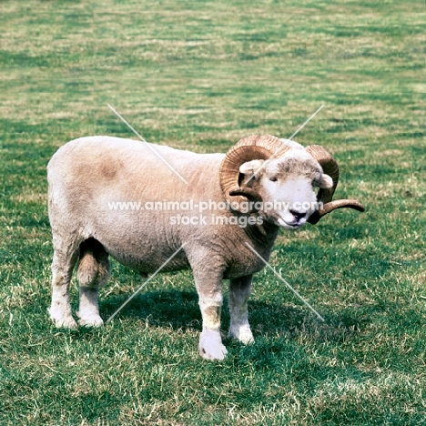 exmoor horn ram standing on grass