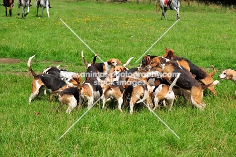 Beagles on a hunt