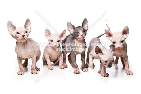 litter of 6 week old Sphynx kittens