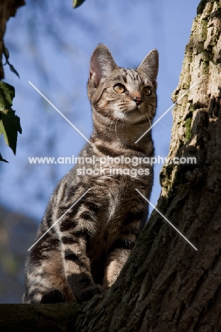 Tabby cat up a tree with blue sky background