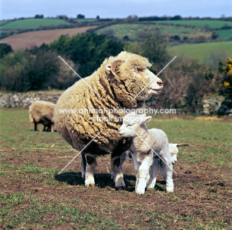 dorset horn ewe and two lambs