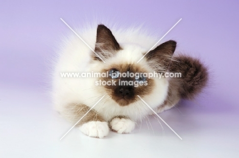 young seal point birman kitten looking at camera