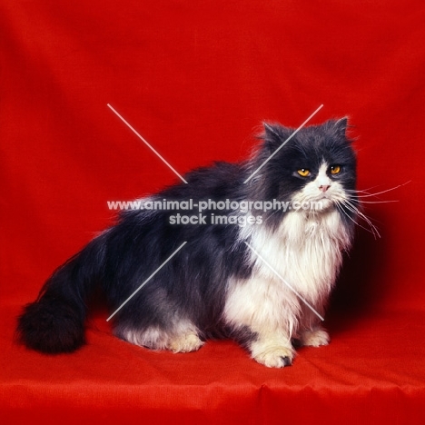 bi-coloured (blue and white) long hair cat