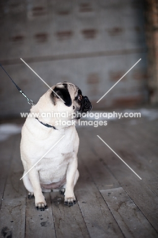 fawn Pug on wooden floor