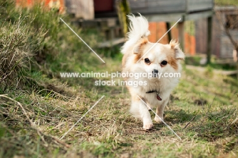 long-haired Chihuahua walking down path