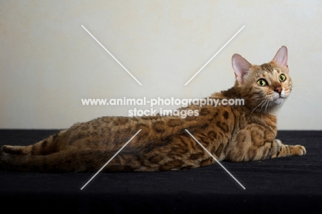 bengal cat resting, studio shot