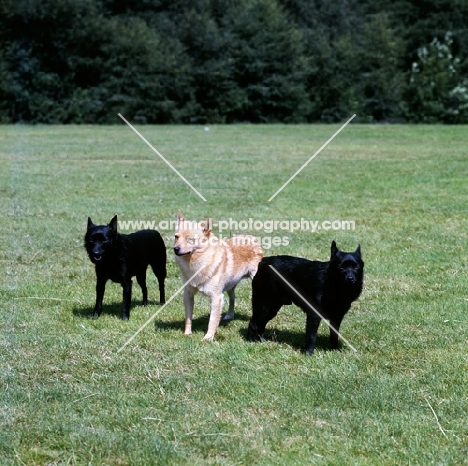 three schipperkes standing on grass