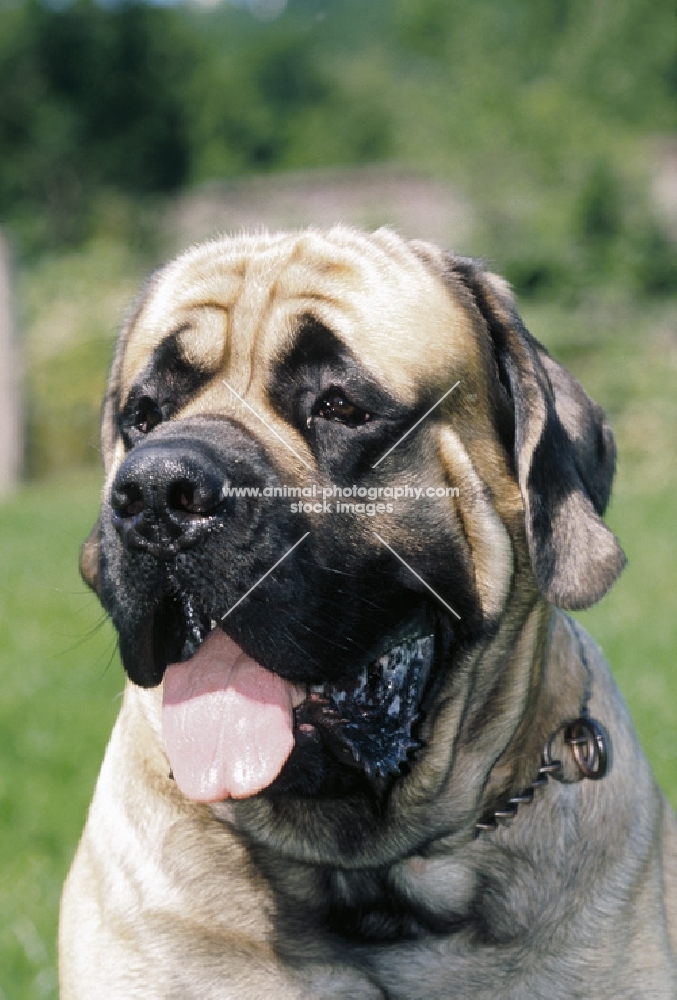 Mastiff portrait