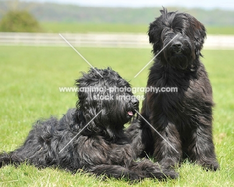 two Briard dogs
