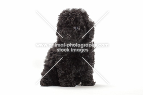 Toy Poodle puppy sitting on white background