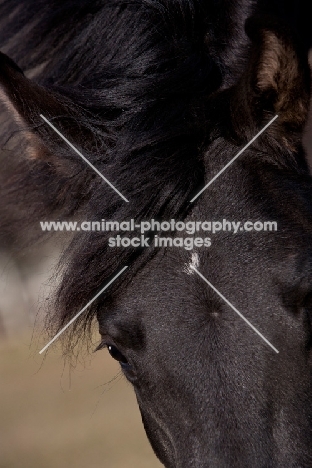 Egyptian Arabian close up