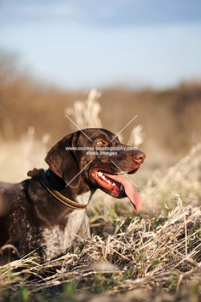 German Shorhaired Pointer standing in field