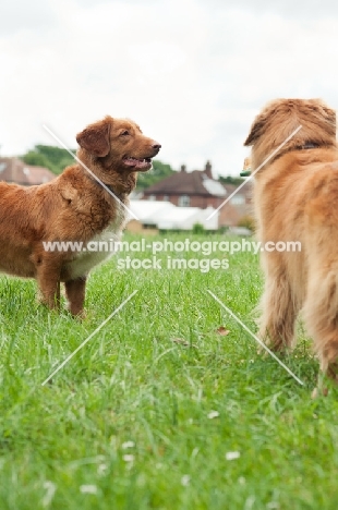 Nova Scotia Duck Tolling Retrievers