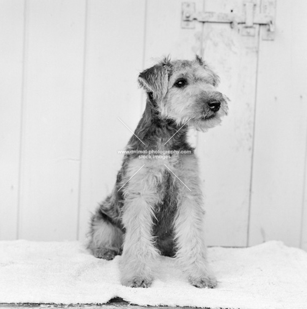 lakeland terrier puppy