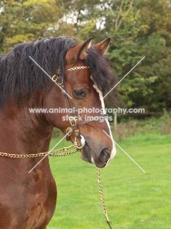 graceful Welsh Cob (section d) wearing bridle