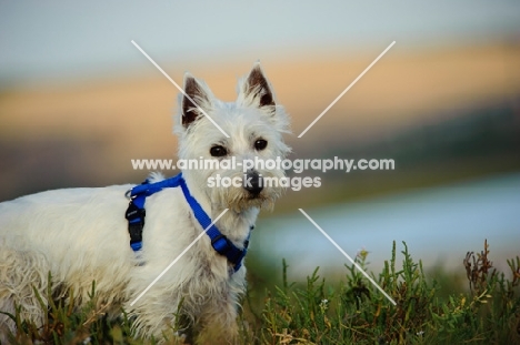 West Highland White Terrier with blue harness