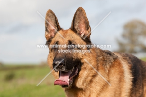 German Shepherd Dog (Alsatian), portrait