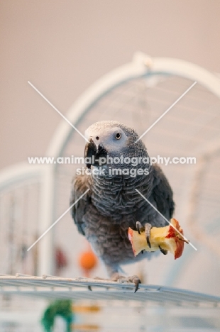 African Grey Parrot holding an apple