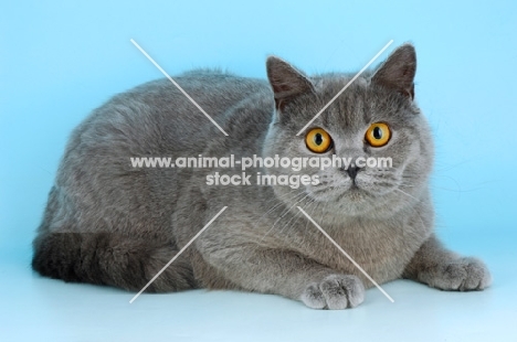 blue british shorthair cat lying down