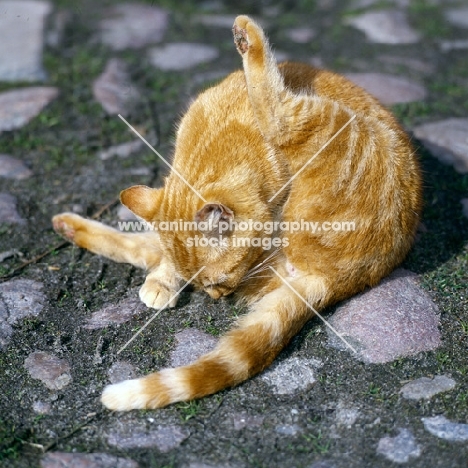 ginger farm cat washing