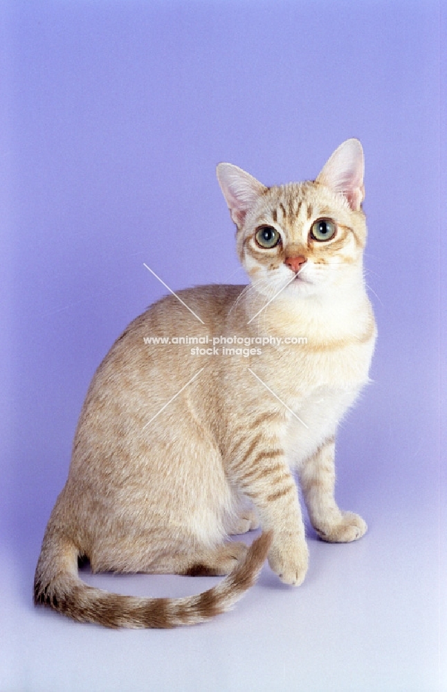 golden shaded Burmilla, sitting