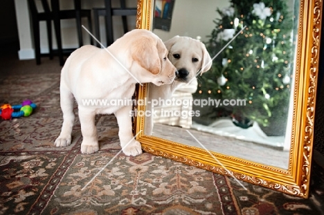 Labrador Retriever puppy looking at camera