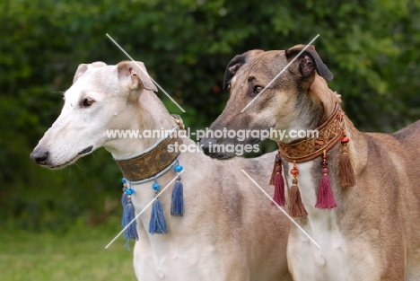 two Polish Greyhounds