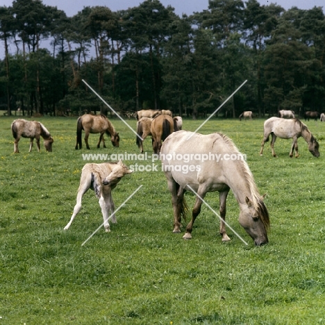 Dulmen mare with foal nibbling an itch