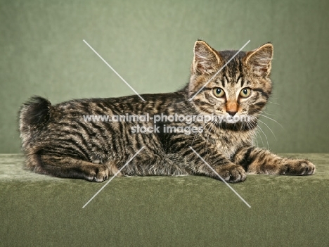 Kurilian Bobtail (shorthair), lying down