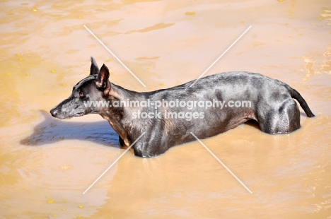 Canis Africanis in muddy water