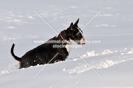 Bull Terrier in snow