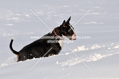 Bull Terrier in snow