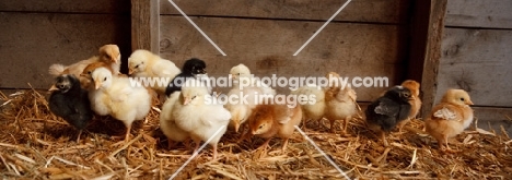 chicks of various chicken breeds in shed